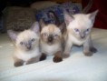 /album/fotogalerie-vorherige-kitten/blue-seal-jpg1/