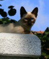/album/fotogalerie-vorherige-kitten/celine-passau-jpg/