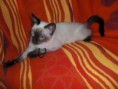 /album/fotogalerie-vorherige-kitten/nikita-jpg/