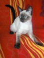 /album/fotogalerie-vorherige-kitten/nikita-wien-jpg/