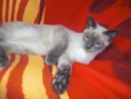 /album/fotogalerie-vorherige-kitten/nikolai-jpg/