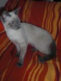 /album/fotogalerie-vorherige-kitten/nikolai1-jpg/