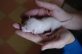 /album/kitten-2010/igp2629-jpg/