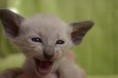 /album/kitten-2010/igp2806-jpg1/