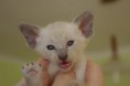 /album/kitten-2010/igp2904-jpg1/
