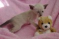 /album/kitten-2010/igp2930-jpg1/