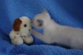 /album/kitten-2010/igp2949-jpg1/