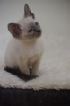 /album/kitten-2010/igp3488-jpg1/