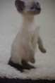 /album/kitten-2010/igp3489-jpg1/