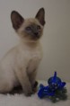 /album/kitten-2010/igp3666-jpg1/