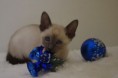 /album/kitten-2010/igp3659-jpg1/