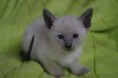 /album/kitten-2010/a1-jpg1/