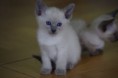 /album/kitten-2010/a1-blue-jpg1/