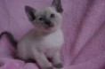 /album/kitten-2010/a1nm-jpg1/