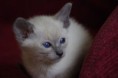 /album/kitten-2010/a2-jpg1/