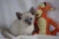 /album/kitten-2010/a6p-jpg1/