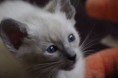 /album/kitten-2010/a8-jpg1/