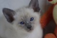 /album/kitten-2010/a8p-jpg1/