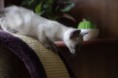 /album/kitten-2010/a9-jpg1/