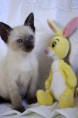 /album/kitten-marz-2011/a1-jpg/