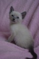 /album/kitten-marz-2011/igp4305-jpg/