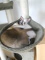 /album/kitten-marz-2011/emma-jpg/