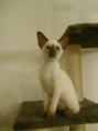 /album/kitten-marz-2011/em-jpg/