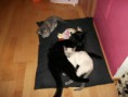 /album/kitten-marz-2011/dscf1169-jpg/