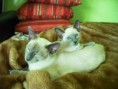 /album/kitten-marz-2011/alisha-nikita1-jpg/
