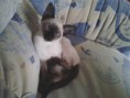 /album/kitten-marz-2011/yvi-jpg/
