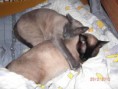 /album/fotogalerie-vorherige-kitten/cimg6669-jpg/