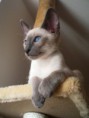 /album/kitten-marz-2011/louie-jpg/