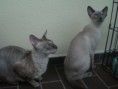 /album/kitten-marz-2011/cimg4796-jpg/