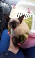 /album/kitten-2012/a20120721-093217-jpg/