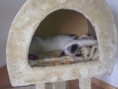 /album/kitten-2012/foto-jpg/